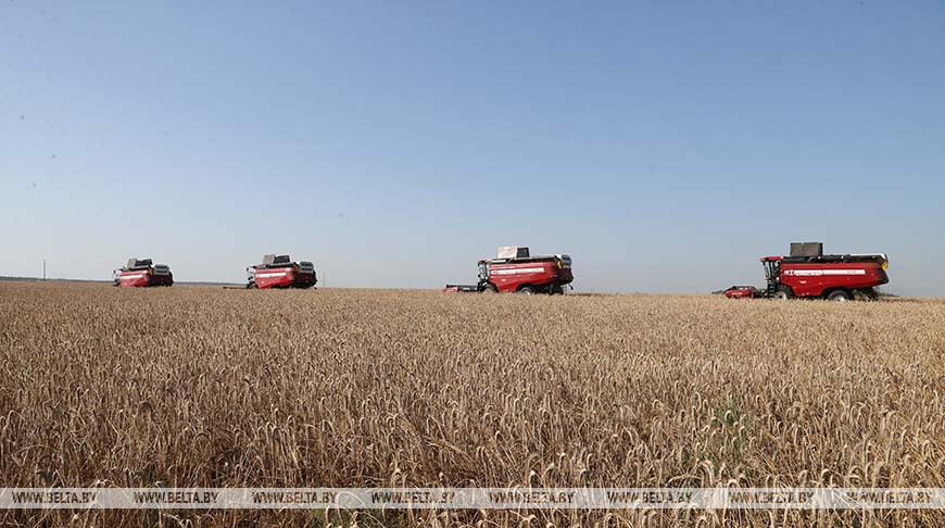 В Беларуси завершается массовая уборка зерновых