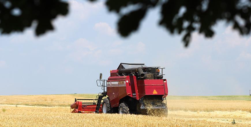 Более 6,6 млн тонн зерна намолотили в Беларуси