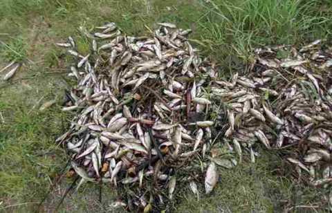 Рыба в водоемах Беларуси гибнет из-за жаркой погоды