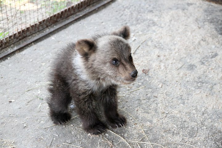 В центре экотуризма «Станьково» приютили полуторамесячную медведицу