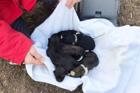 На станции в Негорелом выбросили в туалетную яму шестерых новорожденных щенков